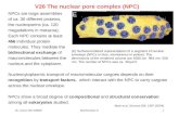 V26 The nuclear pore complex (NPC)