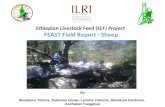Ethiopian Livestock Feed (ELF) Project  FEAST Field Report - Sheep