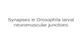 Synapses in Drosophila larval neuromuscular junctions