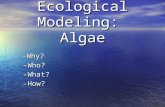 Ecological Modeling:  Algae