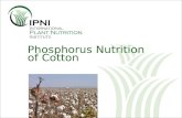 Phosphorus Nutrition of Cotton