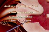 Anatomy of the Spinal Cord    Structure of the spinal cord Tracts of the spinal cord