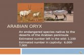 ARABIAN ORYX