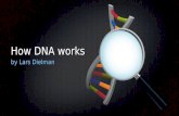 How DNA works