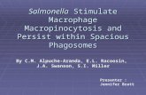 Salmonella  Stimulate Macrophage Macropinocytosis and Persist within Spacious Phagosomes