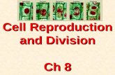 Cell Reproduction and Division Ch 8