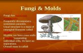 Fungi & Molds