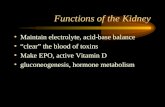 Functions of the Kidney