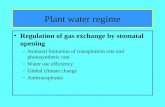 Plant water regime