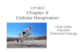 CP BIO Chapter 9 Cellular Respiration