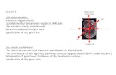 Lecture 3 Axis determination. Overview of gastrulation