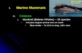 Marine Mammals Cetacea Mysticeti (Baleen Whales) – 15 species