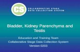 Bladder, Kidney Parenchyma and Testis