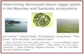 Determining  Microcystis  bloom trigger points in the Maumee and Sandusky ecosystems