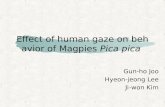 Effect of human gaze on behavior of Magpies  Pica pica