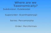 Where are we Taxonomically?