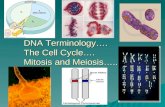 DNA Terminology….  The Cell Cycle…. Mitosis and Meiosis…..