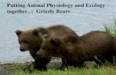 Putting Animal Physiology and Ecology together…  Grizzly Bears
