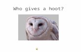Who gives a hoot?