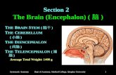 S ection  2 The Brain (Encephalon) ( 脑 )