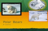 Polar  Bears