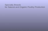 Specialty Breeds  for Natural and Organic Poultry Production