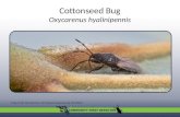 Cottonseed Bug Oxycarenus hyalinipennis