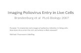 Imaging Poliovirus Entry in Live Cells