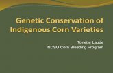 Genetic Conservation of Indigenous Corn Varieties