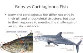 Bony  vs  Cartilaginous Fish