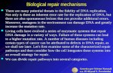 Biological repair mechanisms