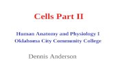 Cells Part II