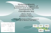 Modeling Atlantic menhaden in support of  nutrient and multispecies management  in Chesapeake Bay
