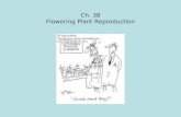 Ch. 38 Flowering Plant Reproduction
