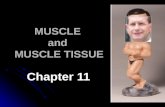 MUSCLE  and  MUSCLE TISSUE