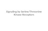 Signaling by Serine/ Threonine Kinase  Receptors