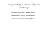 Antigen recognition in adaptive immunity