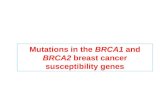 Mutations in the  BRCA1  and  BRCA2  breast cancer susceptibility genes