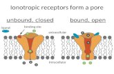 Ionotropic receptors form a pore