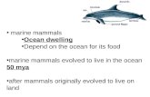 marine mammals Ocean dwelling Depend on the ocean for its food