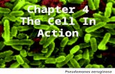 Chapter 4 The Cell In Action