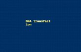 DNA transfection