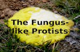 The Fungus-like Protists