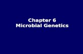 Chapter 6 Microbial Genetics