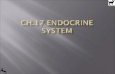 Ch.17  Endocrine system