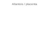 Allantois / placenta