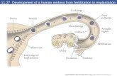 11.27  Development of a human embryo from fertilization to implantation