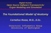 The Foundational Model of Anatomy Cornelius Rosse, M.D., D.Sc. Structural Informatics Group