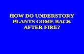 HOW DO UNDERSTORY PLANTS COME BACK AFTER FIRE?