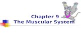 Chapter 9 The Muscular System